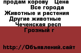 продам корову › Цена ­ 70 000 - Все города Животные и растения » Другие животные   . Чеченская респ.,Грозный г.